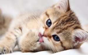 Missing – Cute Kitten (test post only)